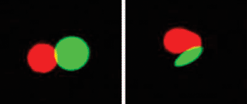 Image: T-cells (red) are activated more robustly when they interact with artificial antigen-presenting cells (green) that are elongated (right) versus round (left) (Photo courtesy of Dr. Karlo Perica, Johns Hopkins University).